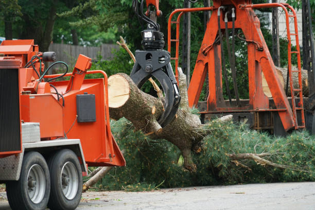 Tilton, IL Tree Removal Company