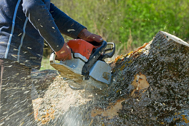 Lawn Renovation and Restoration in Tilton, IL